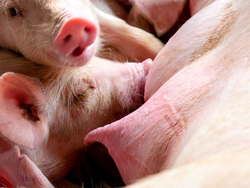 Suini Salumificio Pantarotto