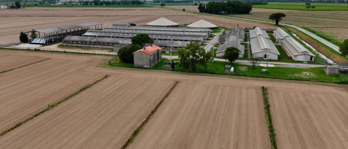 Allevamenti friulani - Loris Pantarotto, benessere animale