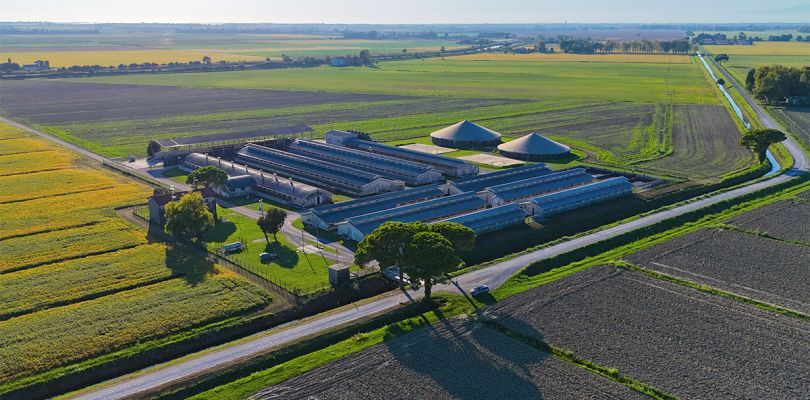 Suini - Salumificio Pantarotto