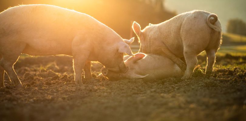Suini - Salumificio Pantarotto